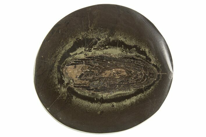 Polished Fish Coprolite (Fossil Poo) Nodule Half - Scotland #315175